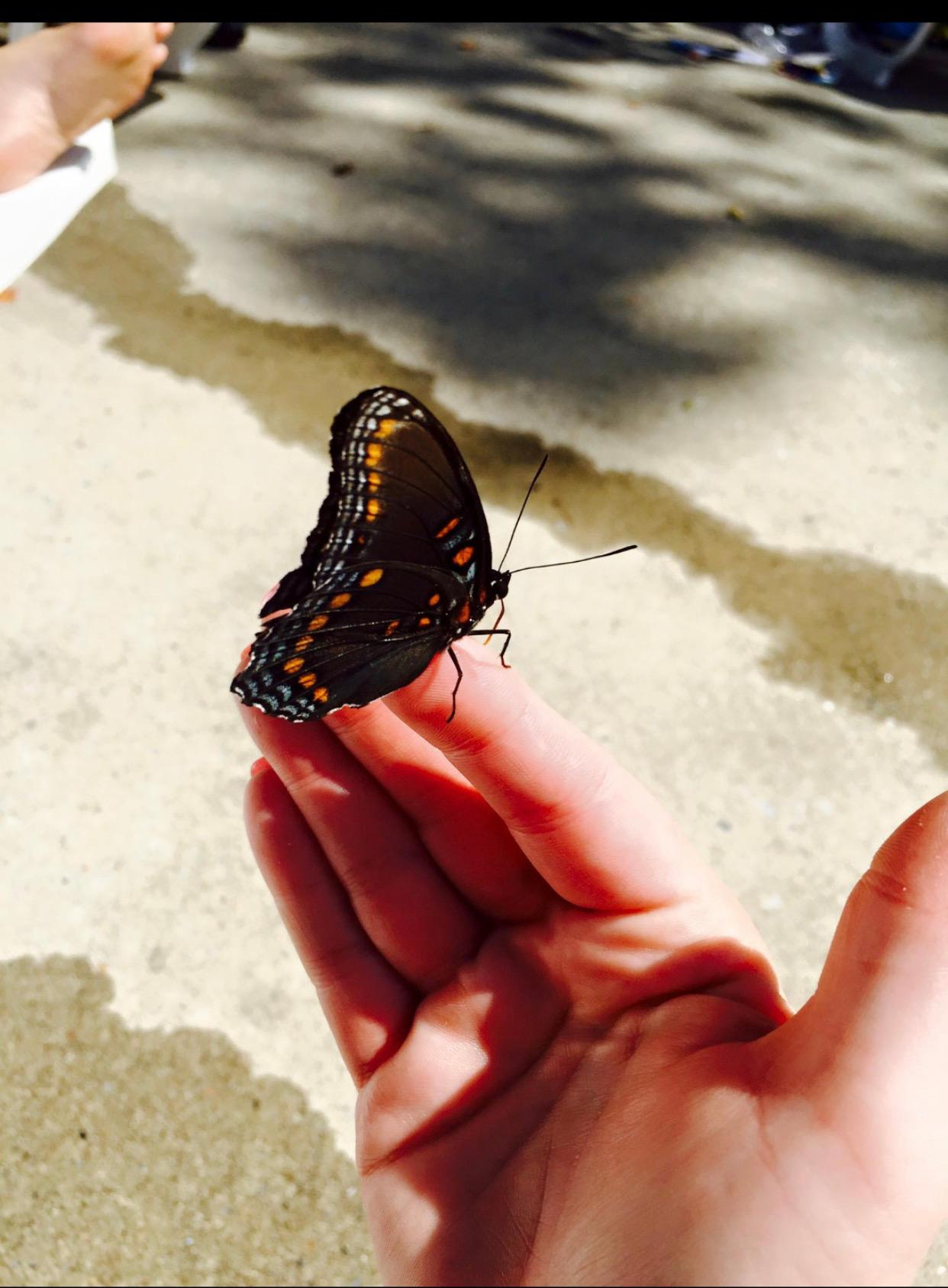 A butterfly
